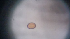 Byssocorticium atrovirens