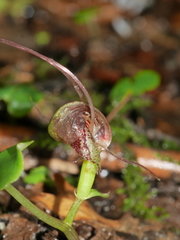 Corybas vitreus