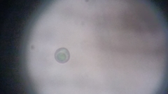 Byssocorticium atrovirens