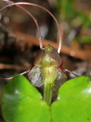 Corybas vitreus