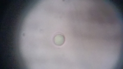 Byssocorticium atrovirens