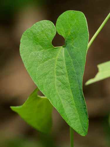 Northern Dutchman's Pipe (Aristolochia contorta)