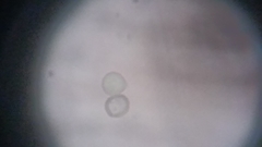 Byssocorticium atrovirens