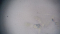 Byssocorticium atrovirens