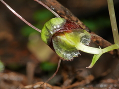 Corybas vitreus