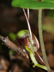 Corybas vitreus