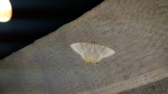 Phrygionis platinata