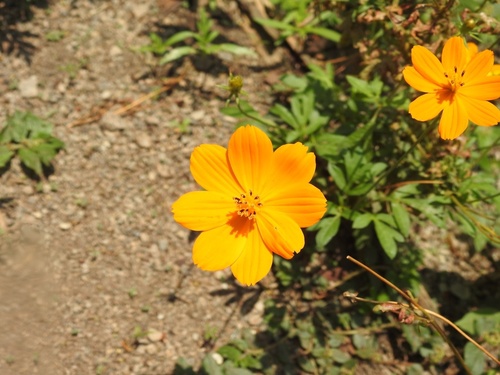 Yellow Cosmos