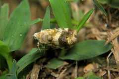 Acontia