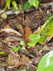 Corybas vitreus