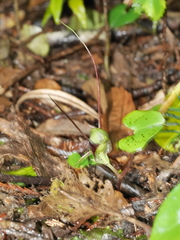 Corybas vitreus