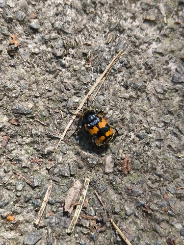 Vespillo Burying Beetle, 3062 CL Rotterdam, Netherlands, photo 5 of 10