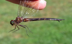 Somatochlora linearis