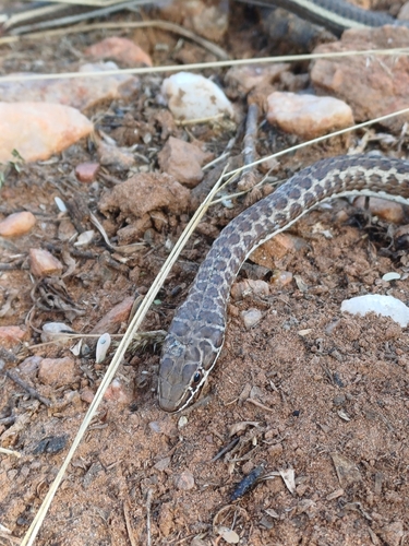 Photo of a Leopard Sand Snake (Psammophis leopardinus)