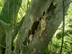 Yponomeuta evonymella