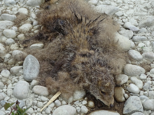 Crab-eating Mongoose