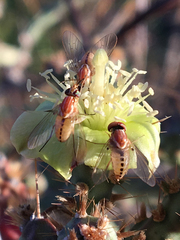 Phthiriinae