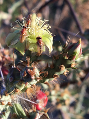 Phthiriinae