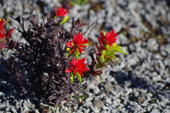 Castilleja fissifolia