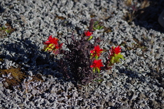 Castilleja fissifolia