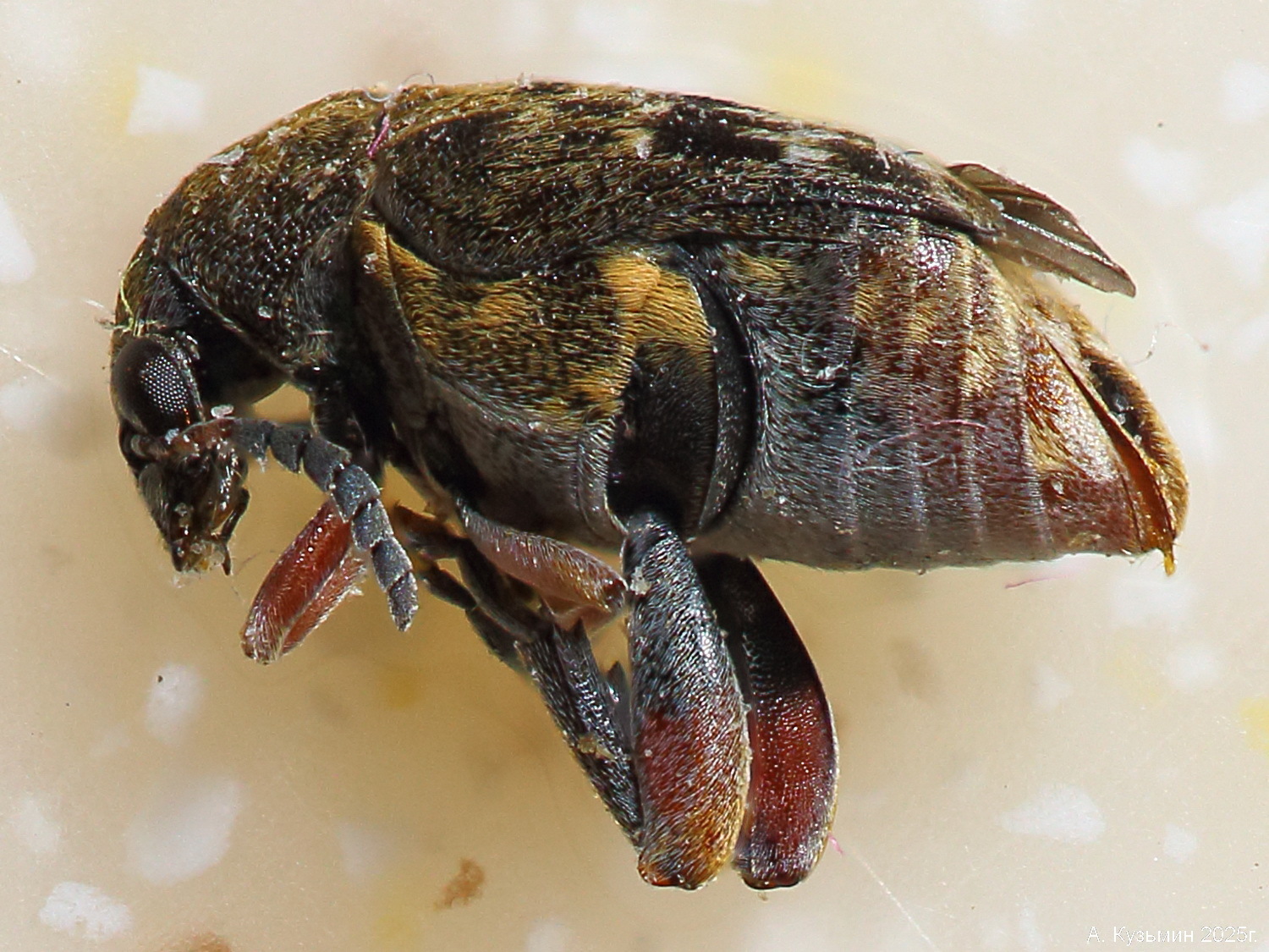 Зерновка Гледичиевая Малая (Megabruchidius dorsalis)