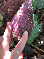(c) Sunčana Bradley, some rights reserved (CC BY) Streptocarpus prolixus, photograph (c) Sunčana Bradley, some rights reserved (CC BY)