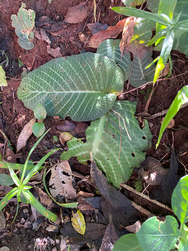 Streptocarpus prolixus
