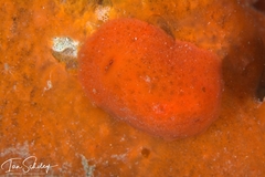 Discodoris paroa