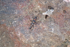 Monticomorpha flavolimbata