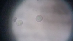 Byssocorticium atrovirens