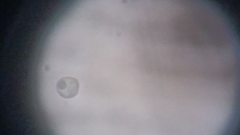 Byssocorticium atrovirens