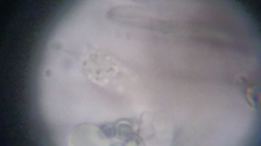 Byssocorticium atrovirens