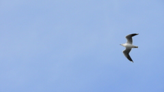 Chroicocephalus maculipennis