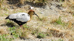 Theristicus melanopis