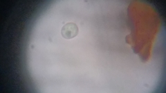 Byssocorticium atrovirens