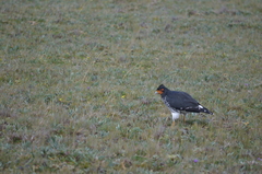 Daptrius carunculatus