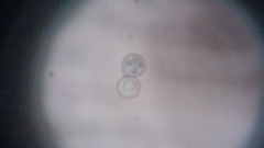 Byssocorticium atrovirens