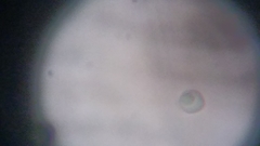 Byssocorticium atrovirens