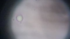 Byssocorticium atrovirens