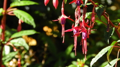 Fuchsia magellanica