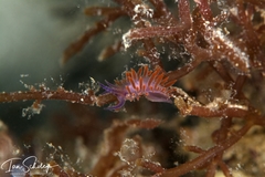 Flabellina