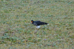 Daptrius carunculatus