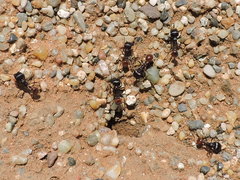 Pogonomyrmex rugosus