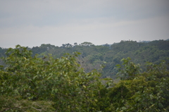 Cathartes melambrotus