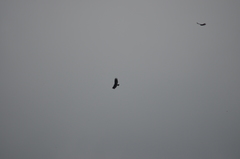 Cathartes melambrotus