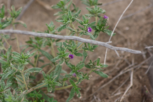 Image of Nama hispida by no rights reserved
