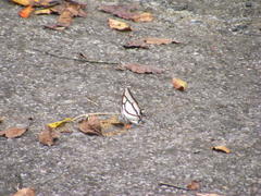 Polyura narcaea meghaduta