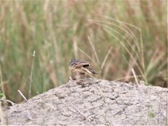 Mirafra rufocinnamomea