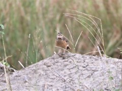 Mirafra rufocinnamomea