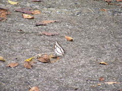 Polyura narcaea meghaduta